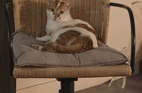 Chat perdu, Rue Groupe Manouchian, Alfortville - Ori est blanc et roux - photo