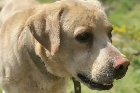 Потерянні тварини Чернівці, фото: Зник собака, вулиця Лукʼяна Кобилиці, 36, Чернівці - без нашийника