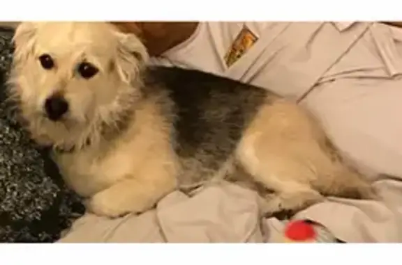 Missing dog Munds Park, photo: Lost male dog, Munds Park, Arizona - scruffy 14-year-old