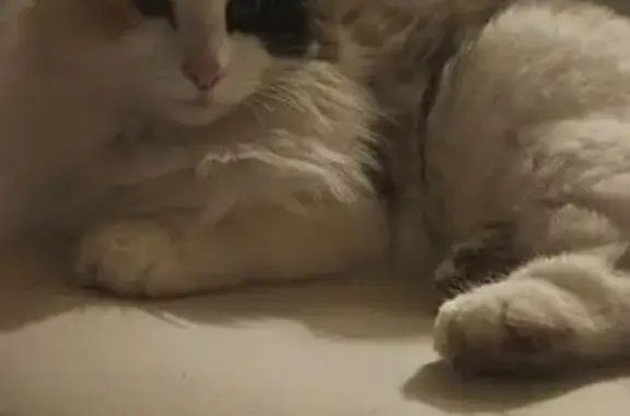 Animaux perdus Saint-Pol-de-Léon, photo: Chat perdu, Le Coudray, Saint-Brandan - stérilisée et pucée