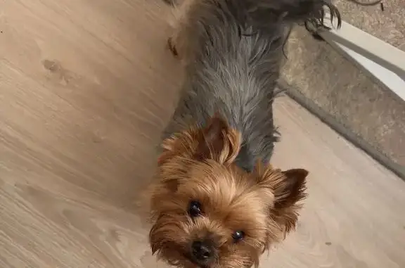 Зник собака, вулиця Левка Лукʼяненка, 21/19, Київ - порода Йоркшерський міні - photo