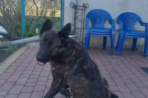 Знайдені тварини Милошевичі, фото: Знайдено собаку, Милошовичі, Львівська область - голландська вівчарка, слухає мужчин