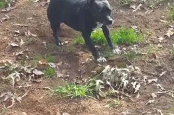 Lost female dog, South Arkansas Avenue, Russellville - black & white - photo