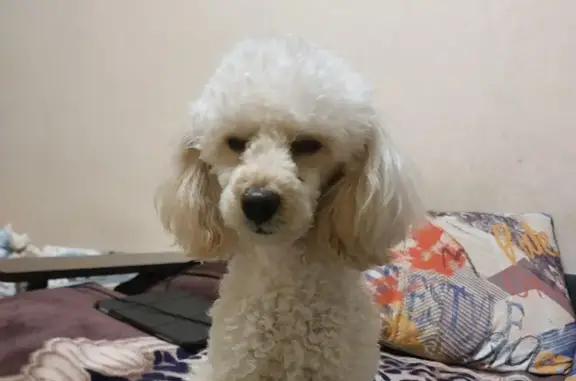 Зник собака, чоловічий, вулиця Костянтина Василенка, 6, Вінниця - білий карликовий пудель - photo