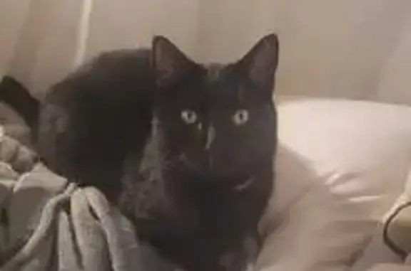 Chat perdu, Bouc-Bel-Air, Provence-Alpes-Côte d'Azur - Moka, chat noir avec collier anti-puces - photo