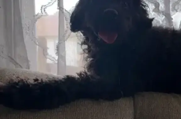 Lost male dog, Elm Avenue, Riverton - black mixed poodle - photo