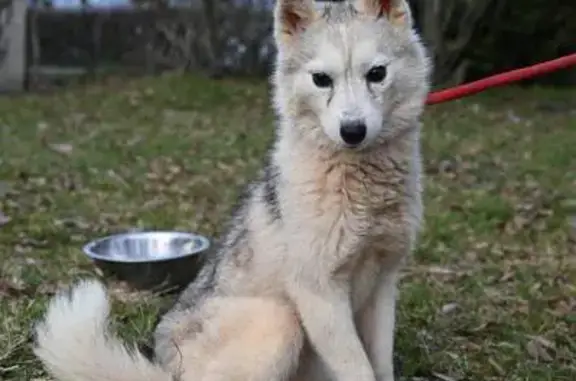 Chien perdu Toulouse, photo : Chien perdu, Allée Antonio Machado, Toulouse - husky nain
