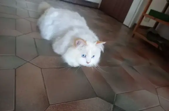 Animaux trouvés Longjumeau, photo: Trouvé Chat, Voie des Prés, Longjumeau - très câlin