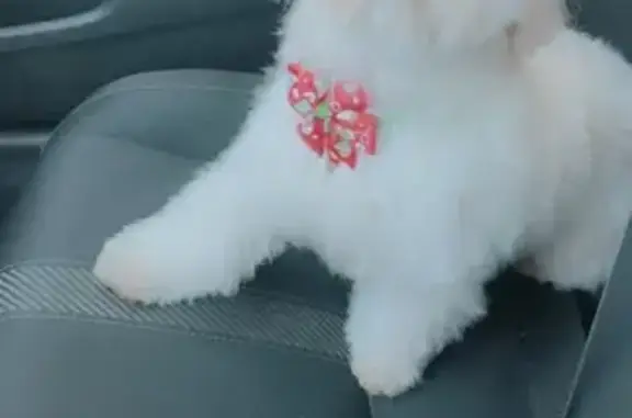 Lost female dog, E 46th St, Los Angeles - photo