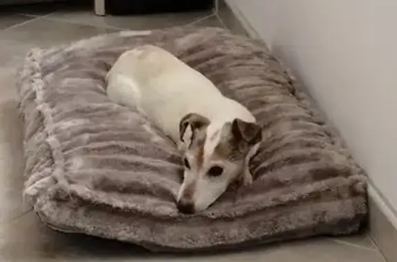 Perdu chien femelle, Rue du Pont, 8, Montreuil-l'Argillé, Paris - âgée de 17 ans - photo