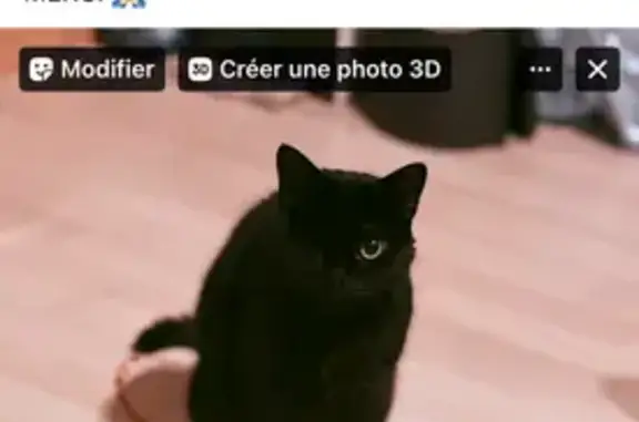 Chat perdu, Paris, photo: Chat perdu, Rue de Verdun, Bihorel, Paris - noir avec un seul œil