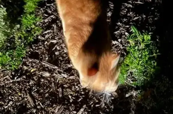Animaux trouvés Monts, photo: Trouvé Chat, Rue des Grands Champs, Monts - poil très doux
