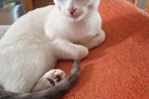 Gato perdido Hembra, Elche (sl...