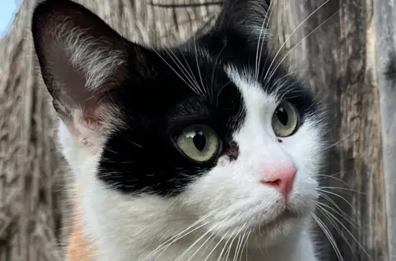 Perdido gato hembra, Carretera...