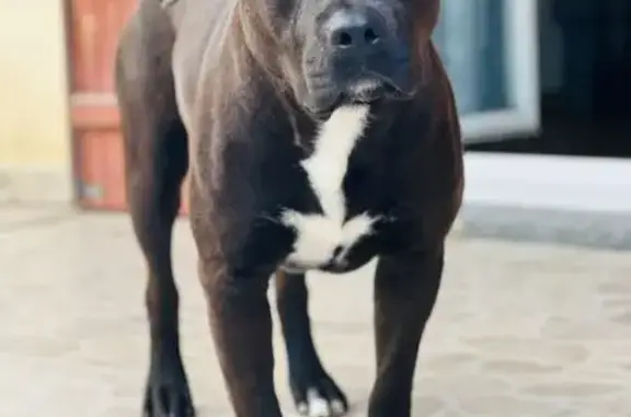 Animaux perdus Paris, photo: Chien perdu, Rue du Crayon, Paris - croisé staffie/labrador