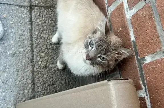 Animaux trouvés Wahagnies, photo: Trouvé Chat, Rue Pierre Mendes France, Wahagnies - sociable