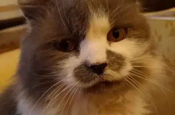 Зник кіт, Рокитне, Рівненська область - розпливчастий зрачок - photo