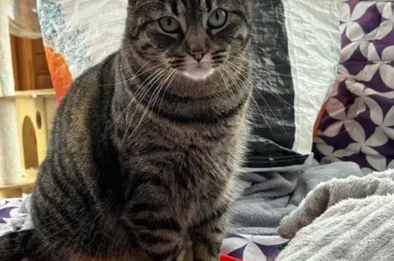 Animaux perdus Lyon, photo: Perdu chat femelle, Plouguin, Lyon - couleur grise, yeux verts