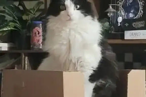 Chat perdu, Fenouillet, photo: Chat perdu, Rue des Ormeaux, Fenouillet - noir et blanc, grande taille
