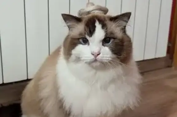 Gatos perdidos, Sitges, foto: Perdido gato masculino, Carrer de Sant Bartomeu, 45, Sitges - ojos azules