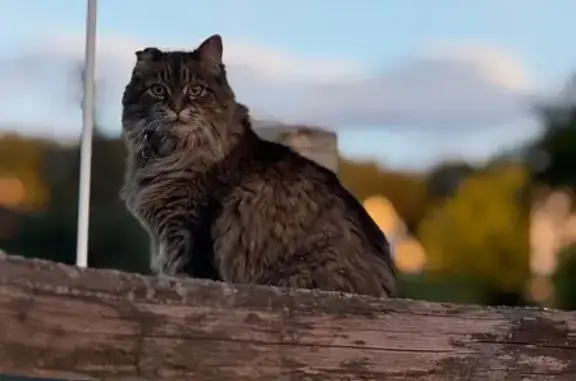 Missing cat Green Bay, photo: Lost female cat, Bay Highlands Drive, Green Bay - Grey & Black Tabby, declawed