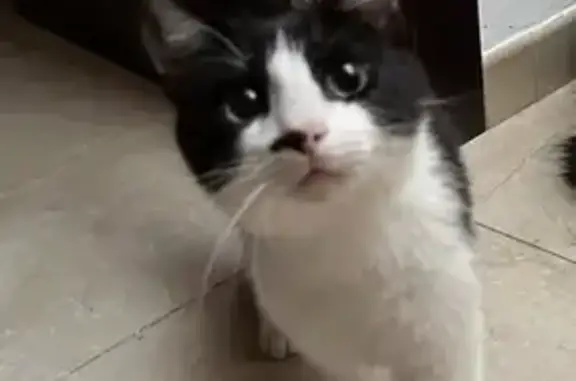 Perdido gato masculino, Avenid...