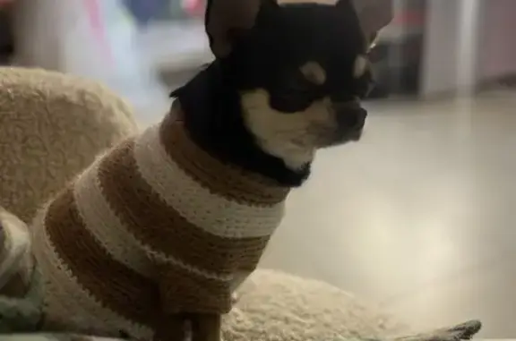 Потерянні тварини Софіївська борщагівка, фото: Зник собака, вулиця Віталія Скакуна, 19, Київ - вискочив за дитиною