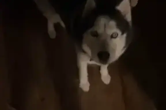 Missing dog Wichita, photo: Lost male dog, North Market Street, Wichita - blue eyes, black and white