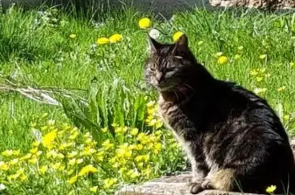 Animaux perdus Rots, photo: Chat perdu, Pont Notre Dame, Paris - Calice tigrée avec collier rose