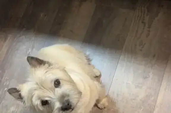 Animaux perdus Le Muy, photo: Chien perdu, Route d'Aix en Provence, Le Muy - femelle Cairn Terrier de 13 ans