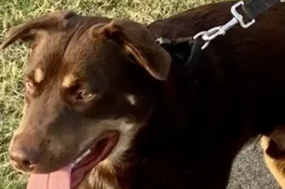 Missing dog Cumberland City, photo: Lost male dog, Vaughn Lane, 3390, Cumberland City - brown with Rottweiler type markings