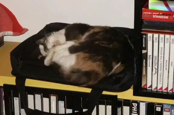 Animaux perdus Boulogne-Billancourt, photo: Chat perdu, Rue de Lachat, 35, Annecy - vieille chatte tricolore