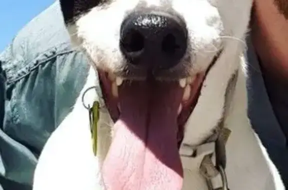 Perdido perro masculino, Cabez...