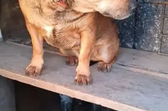 Chien trouvé Clion, photo: Trouvé chien femelle, 2, Villegouin, Clion - collier en cuir rouge