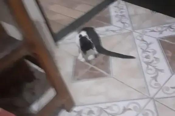 Gato desaparecido Fêmea (brl002592) - photo