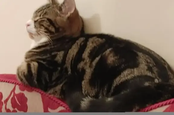Lost male cat, Saltley, Birmingham B8 - tabby with tigerish pattern - photo