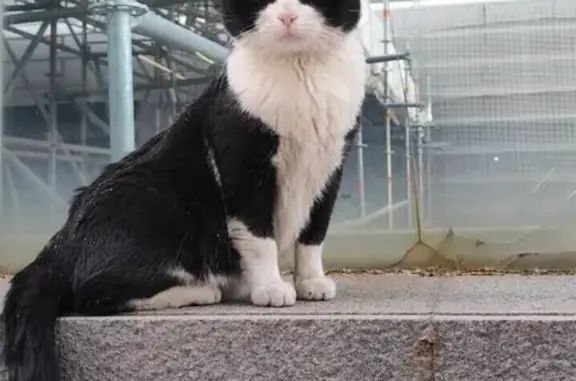 Búsqueda de mascotas, foto: Encontrado gato masculino, Calle de Estébanez Calderón, Madrid - pelaje blanco y negro