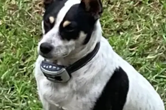 Lost male dog, Wilberforce - black and white fox terrier - photo