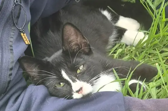 Lost female cat, Carbenet Drive, Adelaide - black and white kitten - photo