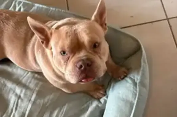 Lost pets Quakers Hill, photo: Lost female dog, Dent Place, 2, Blacktown - fawn colour