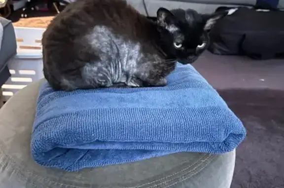 Missing cat Female, Sydney (al495824) - photo