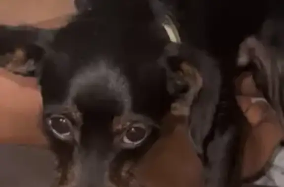 Perdido perro macho, Mérida, 0...