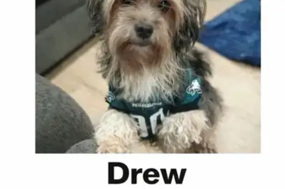 Lost male dog, Christian Street, Philadelphia - green Eagles jersey on - photo