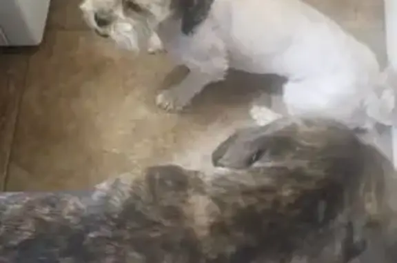 Missing dog Phoenix, photo: Lost male dog, West Columbine Drive, Phoenix - white with black ears