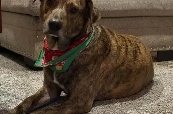 Lost Male Dog, South 22nd Street, Milwaukee - brindle Plott hound - photo