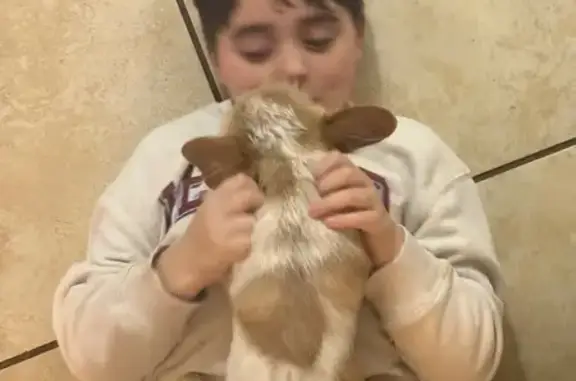 Lost male dog, Lawton, Oklahoma - tan & white, Chihuahua & Terrier mix - photo