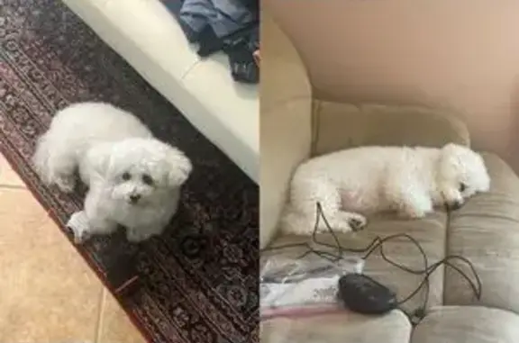 Missing dog Boston, photo: Lost female dog, McCulloch Drive, 51, Dix Hills, Boston - Chloe, needs medication