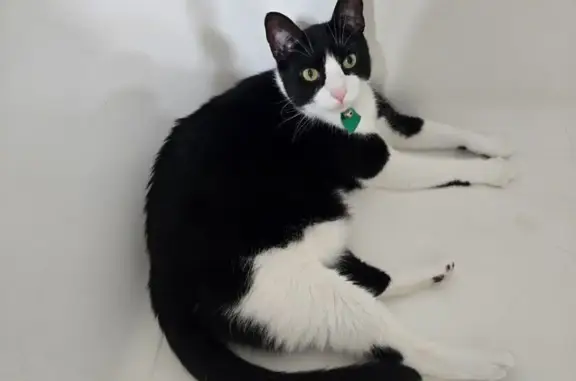 Lost female cat, South 31st Street, Temple - photo