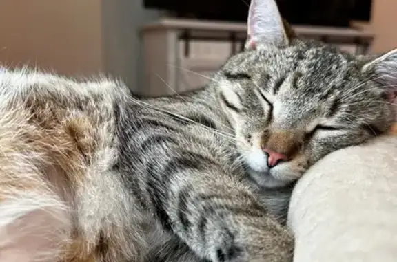 Lost male cat, South Tryon Street, Charlotte - white paws and freckle on nose - photo