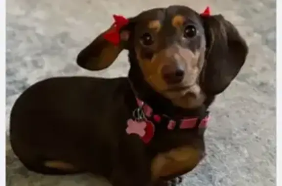 Missing dog Wichita, photo: Lost female dog, West 16th Street North, Wichita